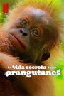 La vida secreta de los orangutanes